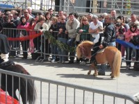Foto cavalcata 20